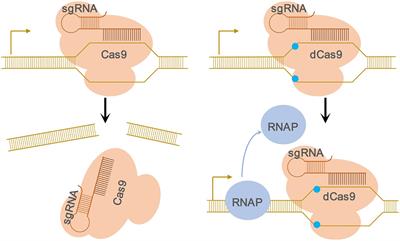 Gene Silencing Through CRISPR Interference in Bacteria: Current Advances and Future Prospects